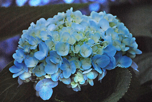 高清蓝色鲜花图片下载