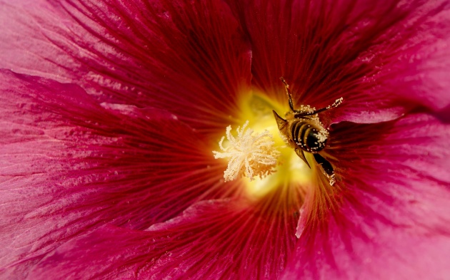 鲜花蜜蜂图片下载