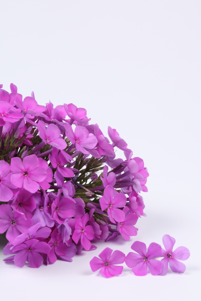 紫色花束图片下载