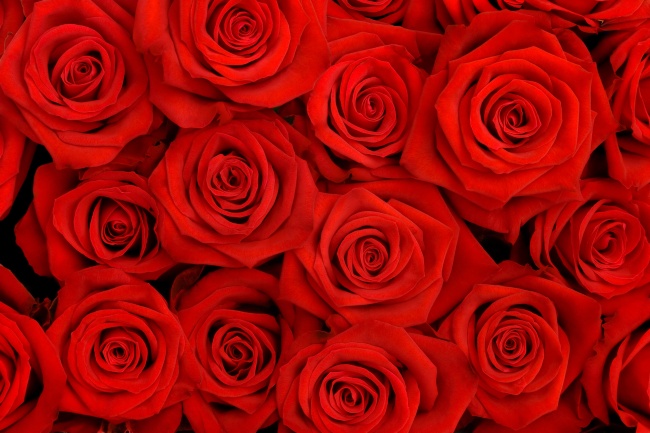 鲜红玫瑰花高清图片
