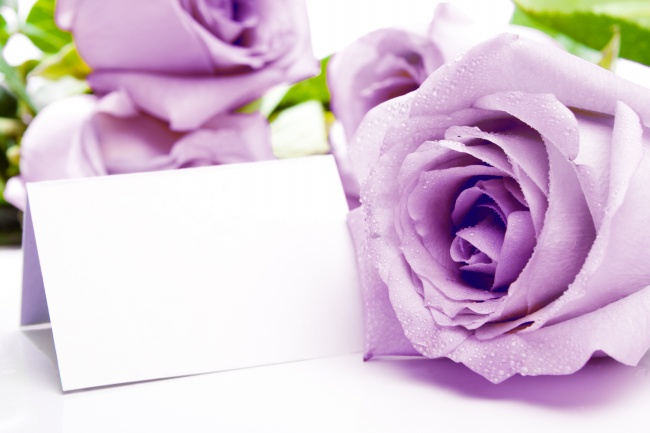 紫玫瑰花图片下载