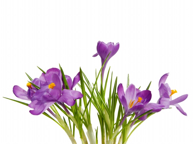 紫色水仙花图片
