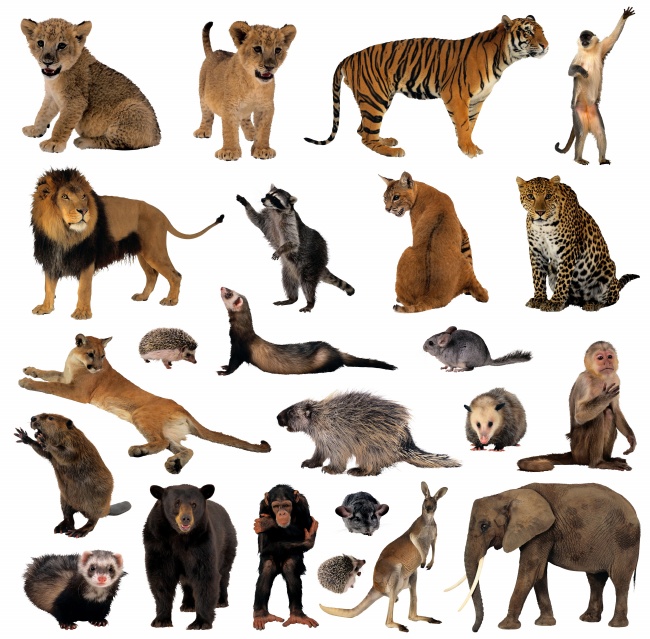 森林动物种类图片
