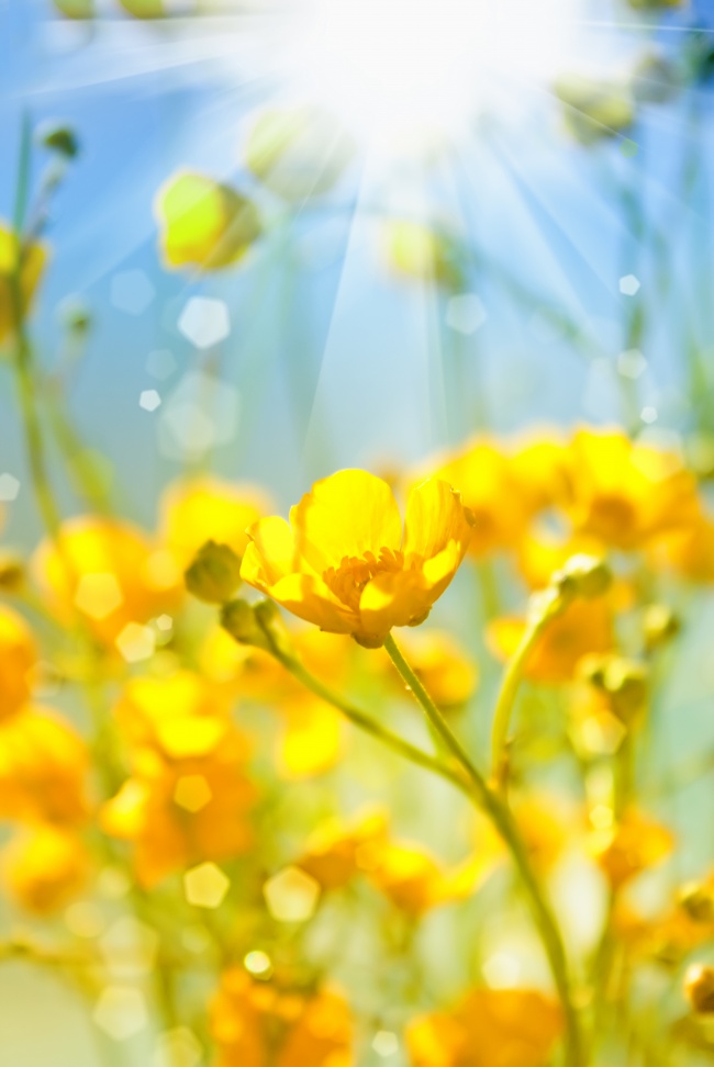 黄色唯美花朵图片下载