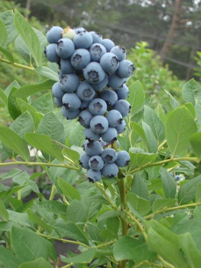 新鲜蓝莓高清图片