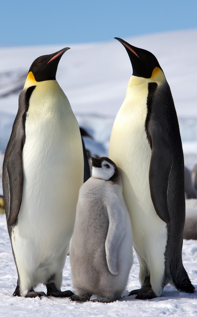 南极企鹅图片下载