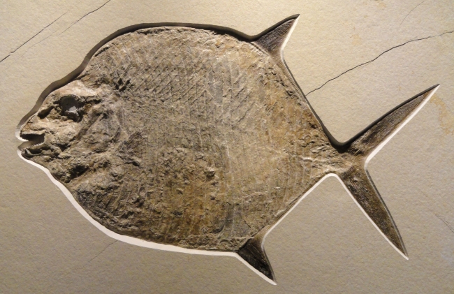 海洋鱼类雕刻图片