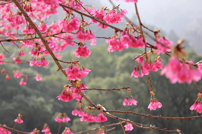 森林公园山樱花图片下载