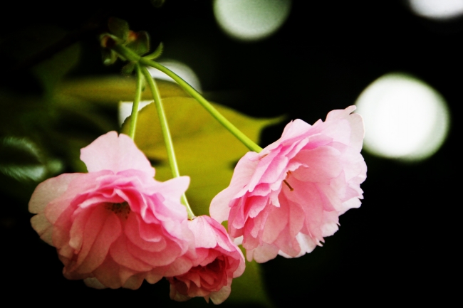 粉色樱花图片下载