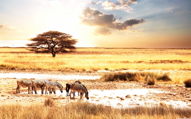 非洲大草原斑马图片