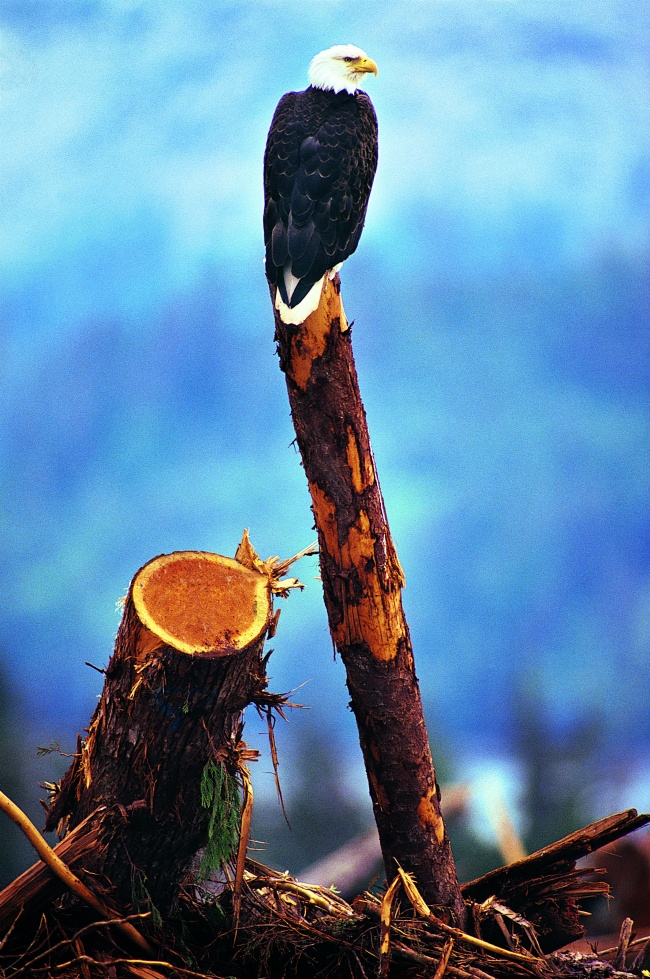 站在木头上的老鹰图片