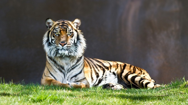静坐在草地上的老虎图片