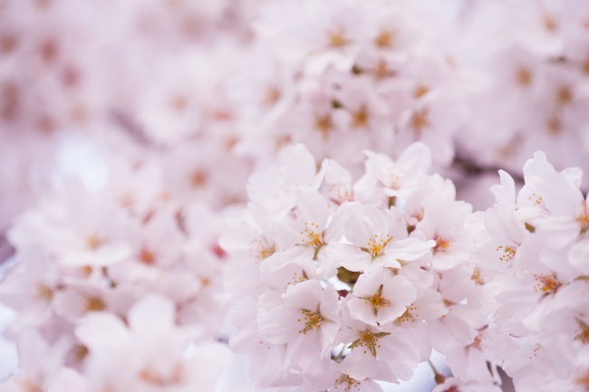粉色樱花近景图片