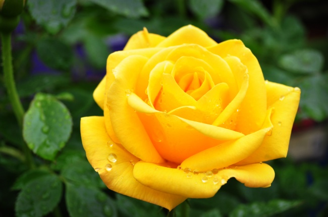 黄色玫瑰花唯美图片