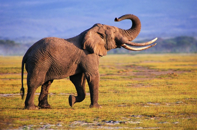 草地野生非洲大象图片