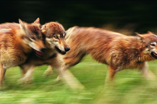 ‘~草地奔跑的狼群图片  ~’ 的图片