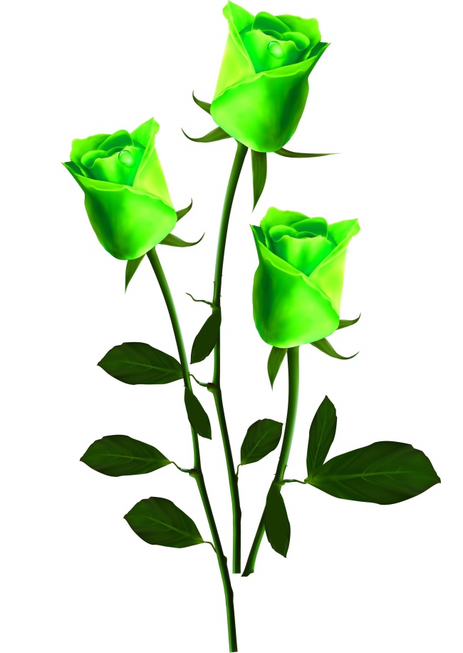绿色玫瑰花图片