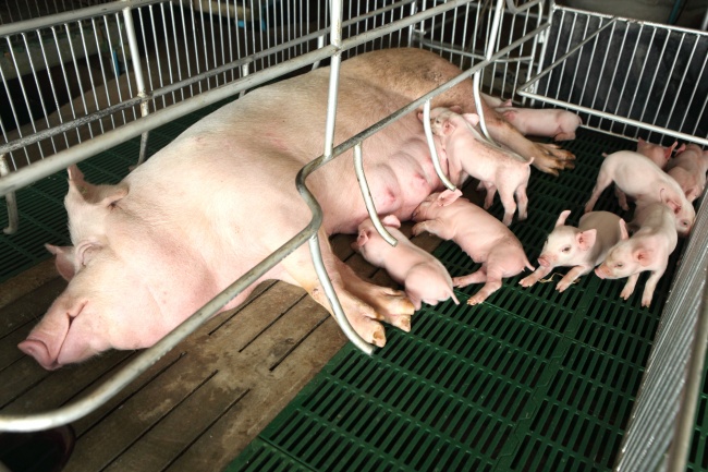 母猪哺乳小猪崽图片