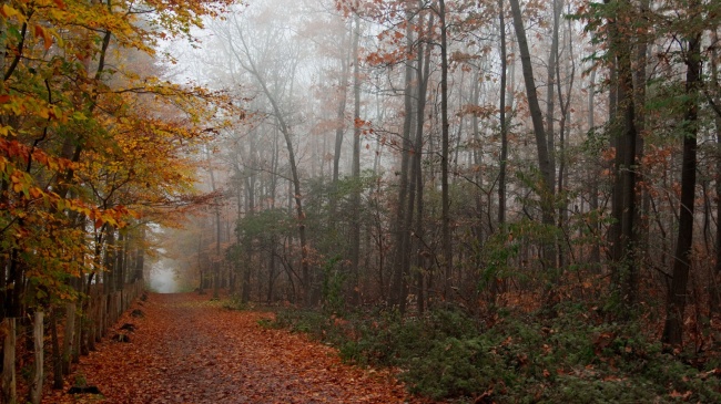 秋天树林雾霾图片