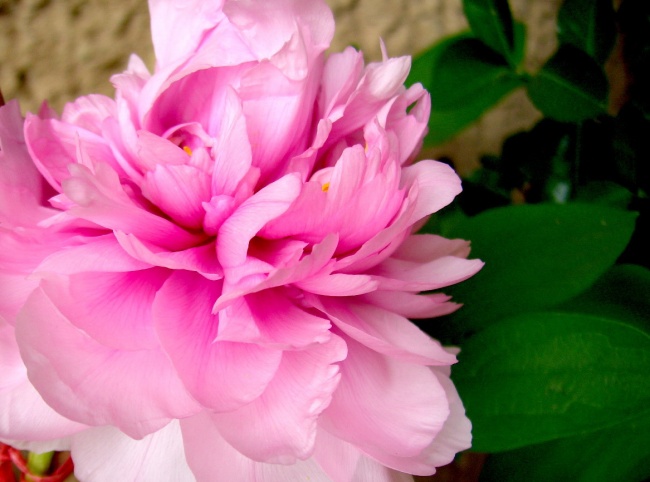 高清粉色牡丹花图片