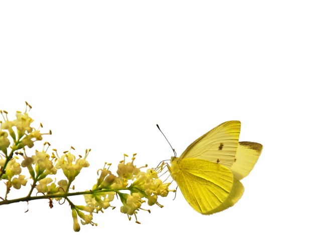 黄色花朵蝴蝶图片