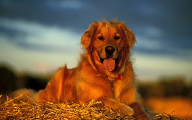 ‘~枯草堆上趴着的狗狗图片  ~’ 的图片