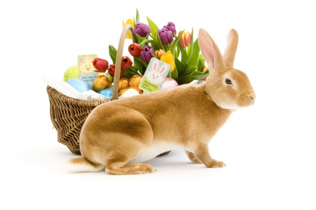 ‘~复活节兔子素材图集  ~’ 的图片