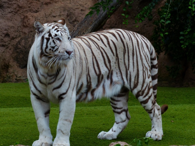 ‘~动物园孟加拉虎图片  ~’ 的图片