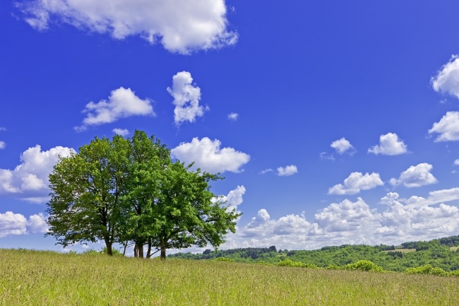 蓝天白云树木图片