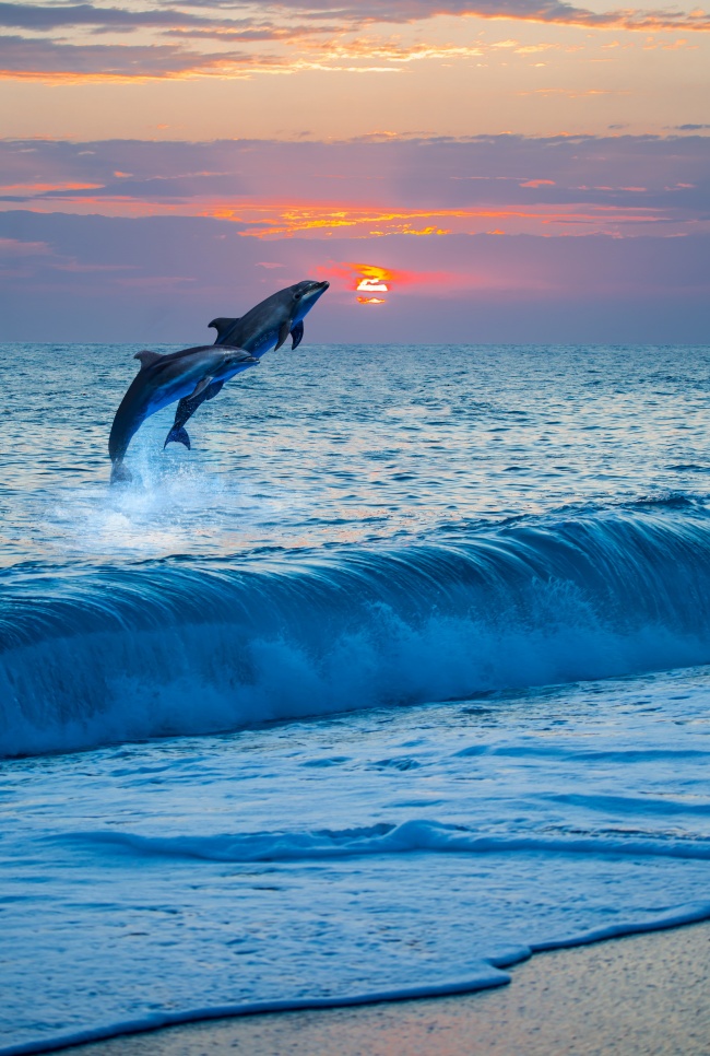 黄昏大海海豚图片