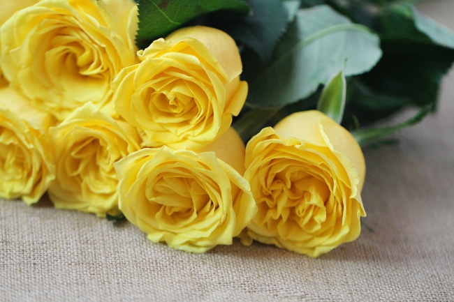 黄色金香玉玫瑰图片