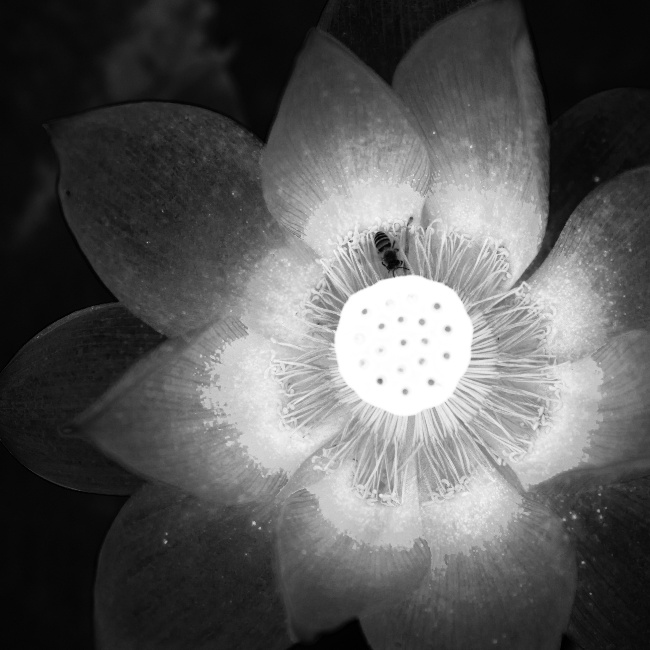 鲜花黑白图片