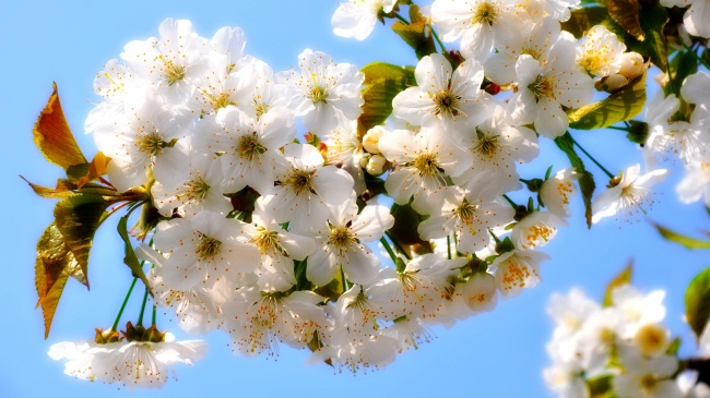 春天白色樱花图片