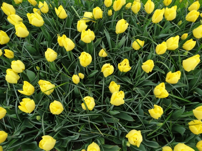 黄色郁金香花图片
