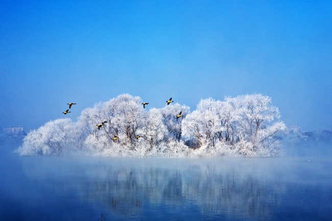 冬季候鸟图片