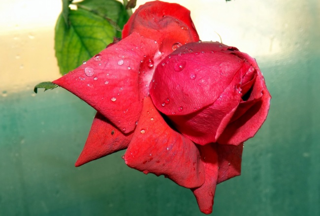 红色鲜艳玫瑰花图片