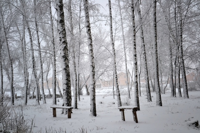 冬天的白桦林图片