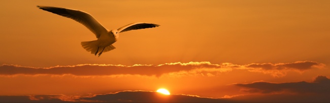 黄昏夕阳海鸥图片