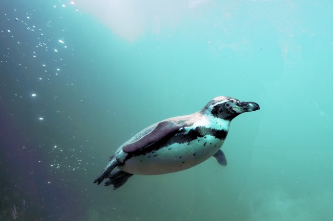 企鹅游泳的图片