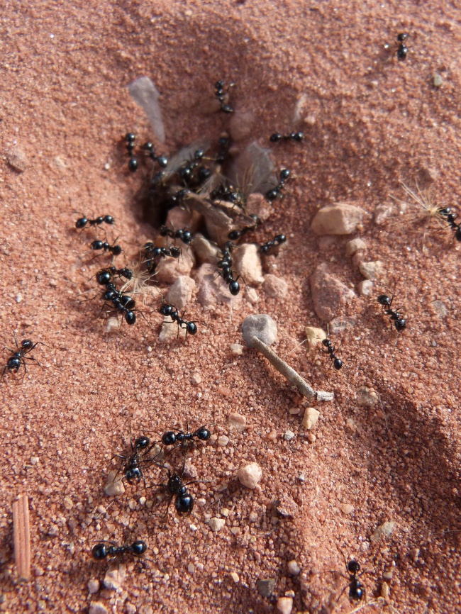 黑色蚂蚁图片