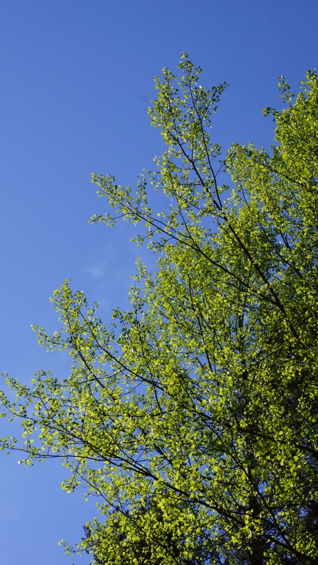春天的杨树图片