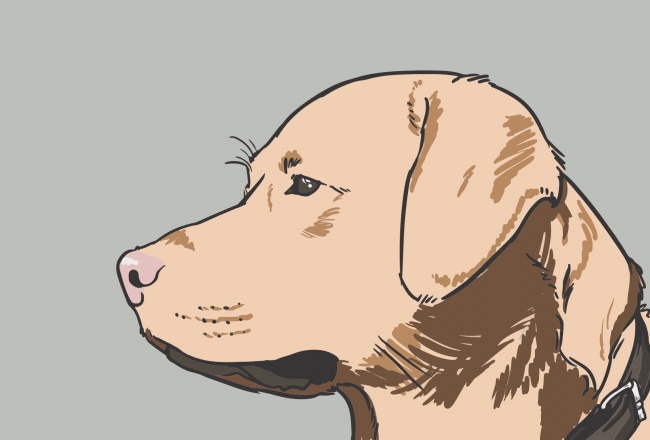 拉布拉多犬卡通图片