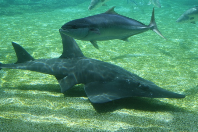 马布里鲨鱼图片