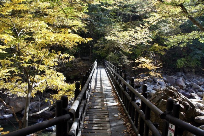 林间木桥风景图片