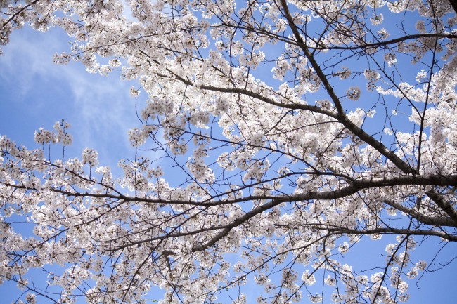 春日樱花树图片