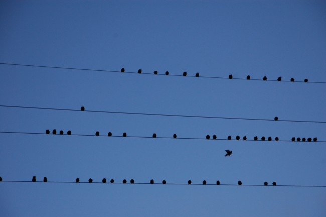 电线群鸟图片