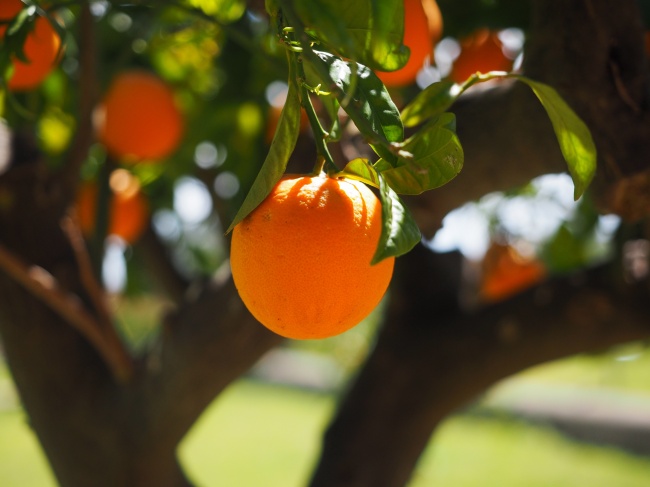 长在树上的橘子图片