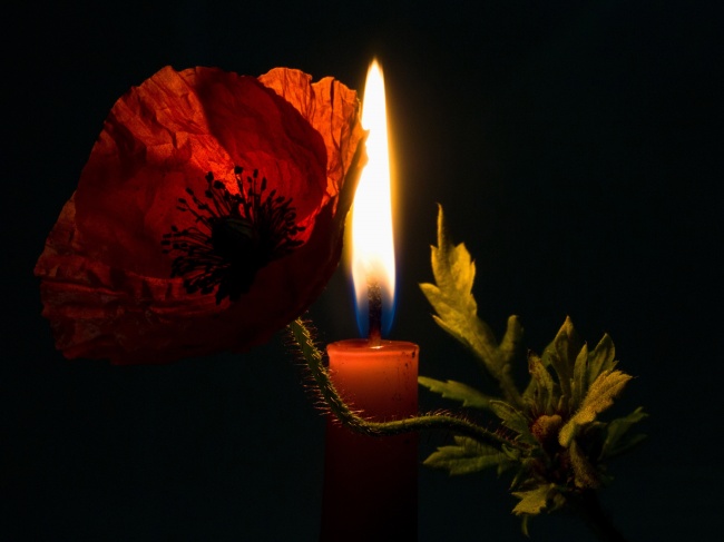 蜡烛与罂粟花图片