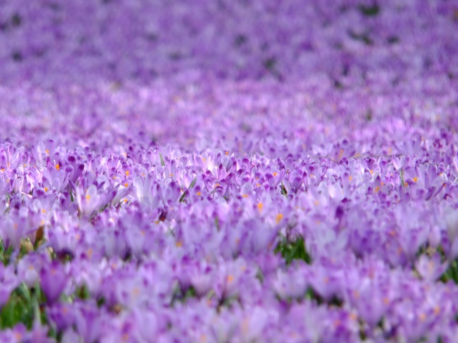 紫色番红花花海图片