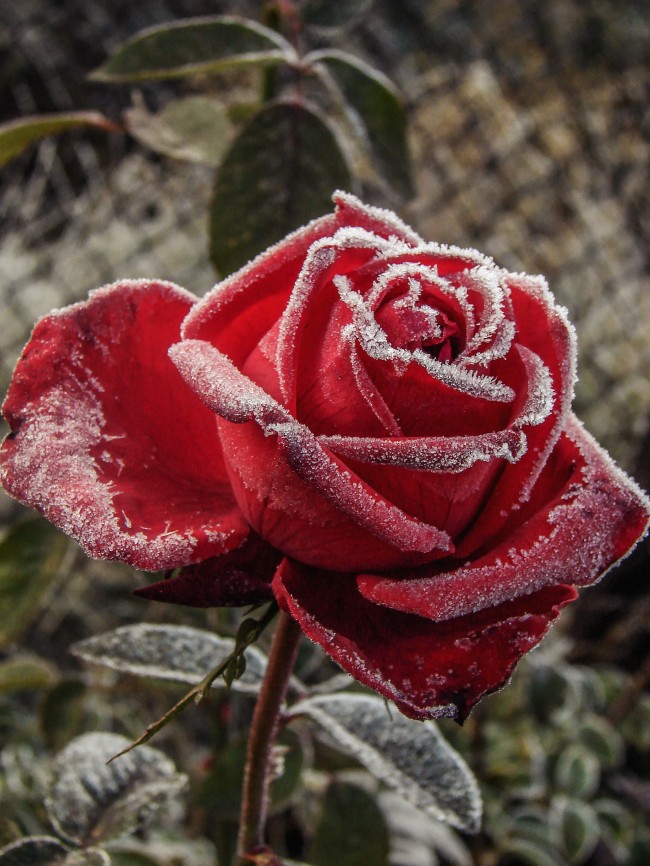 结霜的红玫瑰图片